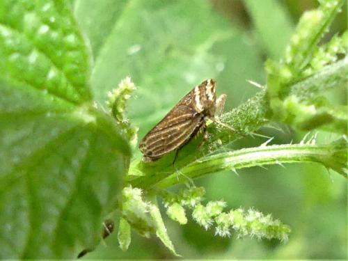 Aphrodes sp.
